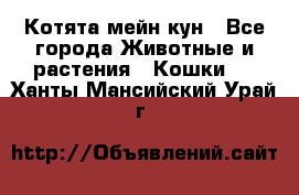 Котята мейн кун - Все города Животные и растения » Кошки   . Ханты-Мансийский,Урай г.